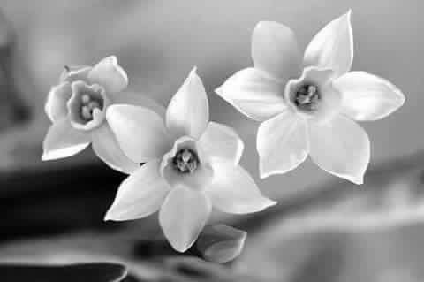 mama200015's tweet photo. @144SAMA @khodorsheikhali 

صباحك ورد الياسمين https://t.co/J02A663TSE