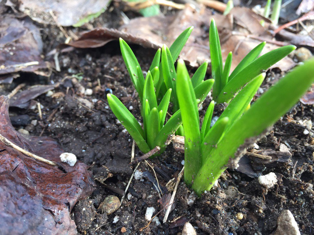 sidewaysrain's tweet image. Spring has sprung... #NorthVan #springy