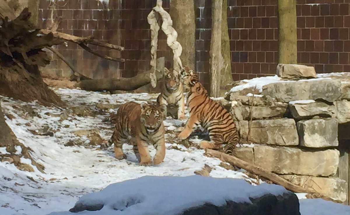 OmahaZoo's tweet photo. Firehose for the tiger cubs and momma, Isabella. What happened next: https://t.co/a4kJvbuBy1 #Caturday #cuteanimaltweetoff #cutewithacause https://t.co/QW2HkgOb9q