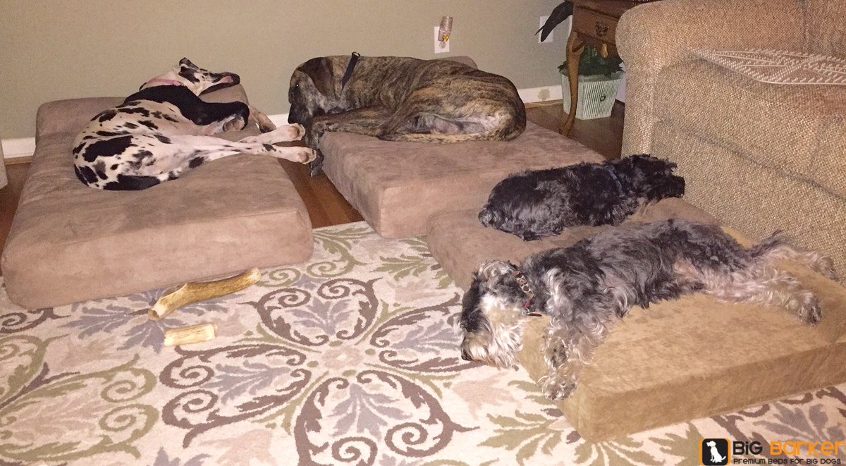 bigbarkerusa's tweet photo. "Molly, Archer, Eli and Bender enjoying a great nights sleep on their Big Barker beds."https://t.co/BUQfnPA12k> Where they got their beds :) https://t.co/PTKlkSTdrq