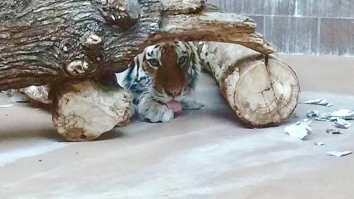 OmahaZoo's tweet photo. When your hiding game is on point... (๐ธ of: Nika the Siberian tiger) #cuteanimaltweetoff #cutewithacause #caturday #endangered https://t.co/1WidUVn06X