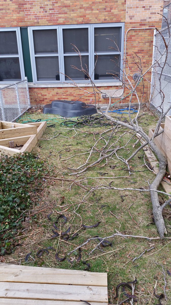 NatureBasedNY's tweet photo. Future outdoor #aquaponics / #wetland ecosystem area in #brooklyn.  #schoolgardens #sustainableag #Permaculture https://t.co/v1n5QiOtfx