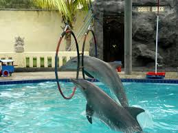 raythemouse's tweet photo. Stop the cruelty
TO DOLPHINS
DON'T encourage
children 2 watch
shows where DOLPHINS
are performing like circus clowns
https://t.co/Nf43L4ygOz https://t.co/8O0Hz5PKI3