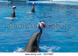 raythemouse's tweet photo. Stop the cruelty
TO DOLPHINS
DON'T encourage
children 2 watch
shows where DOLPHINS
are performing like circus clowns
https://t.co/Nf43L4ygOz https://t.co/8O0Hz5PKI3