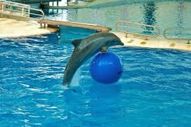 raythemouse's tweet photo. Stop the cruelty
TO DOLPHINS
DON'T encourage
children 2 watch
shows where DOLPHINS
are performing like circus clowns
https://t.co/Nf43L4ygOz https://t.co/8O0Hz5PKI3