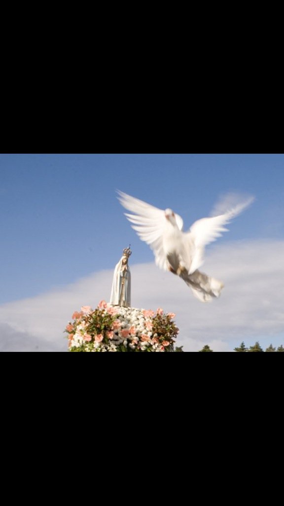 catarina fernandes (@catypolicarpo) on Twitter photo 