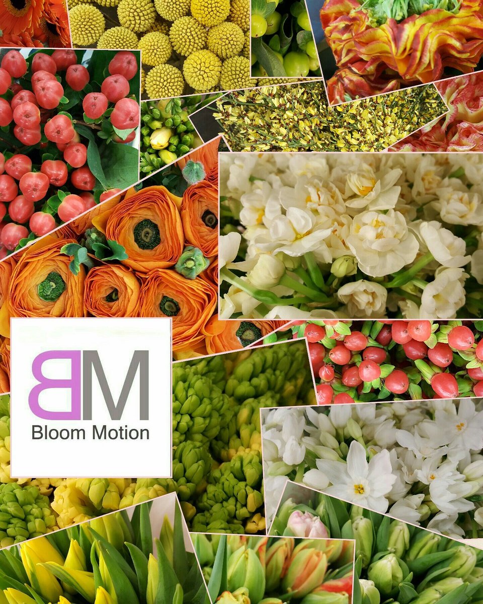 #bloommotion