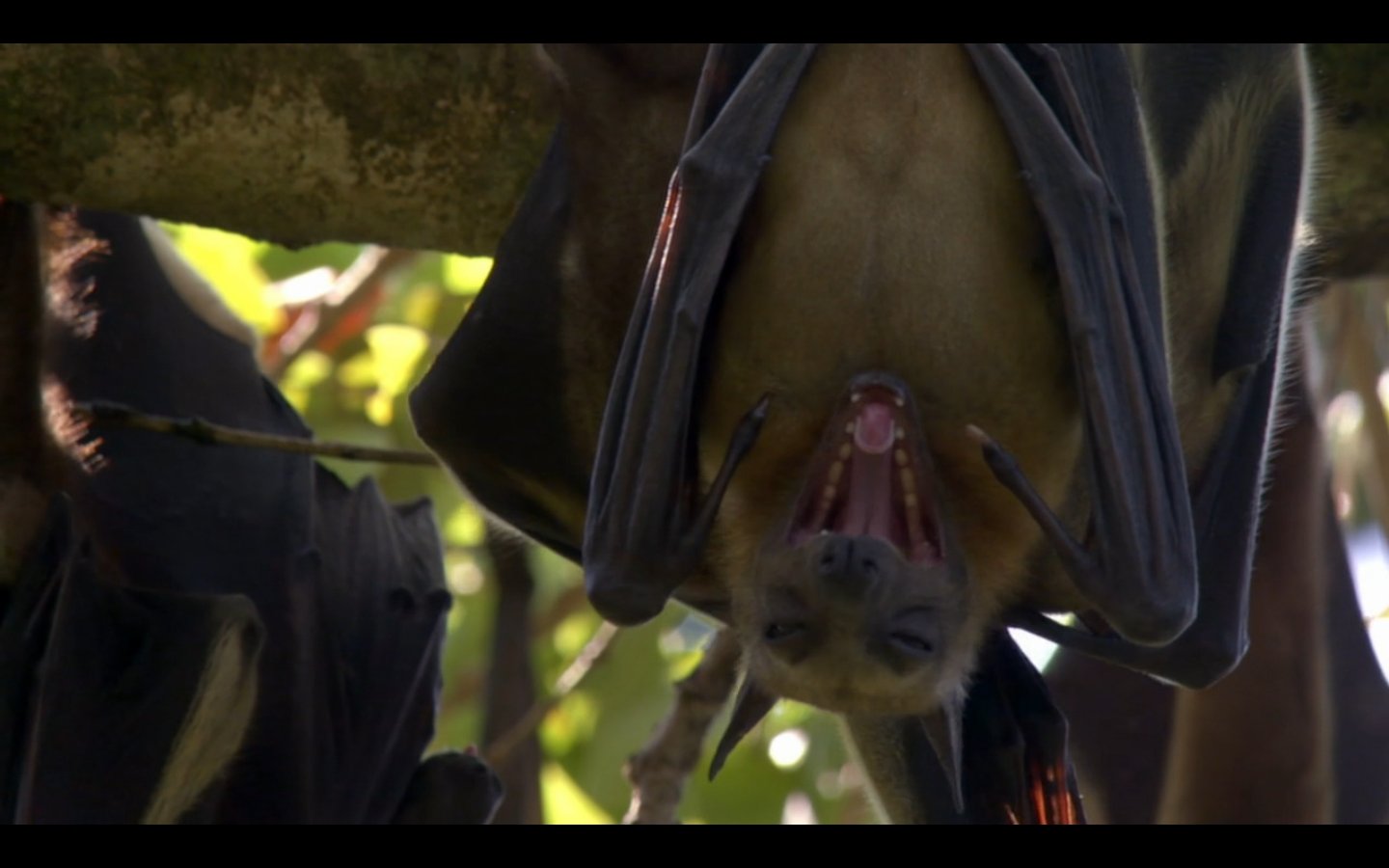 ぬまがさワタリ ゆかいないきもの超図鑑 ３ ８発売 Huluで ライフ 生命という奇跡 の哺乳類の回 T Co H666rec9c8 見てる コンゴの森にすむストローオオコウモリのあくび めっちゃ可愛いな 犬みたい T Co 5felkzphdx Twitter