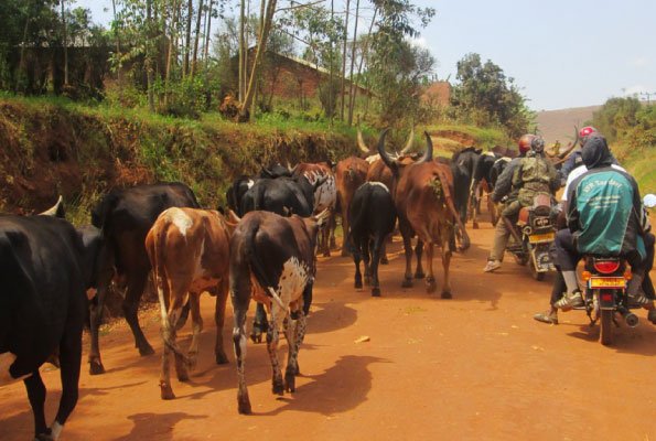 DailyMonitor's tweet photo. You can manage livestock during droughts https://t.co/QAfgqIE7Tj https://t.co/LRES9eraez