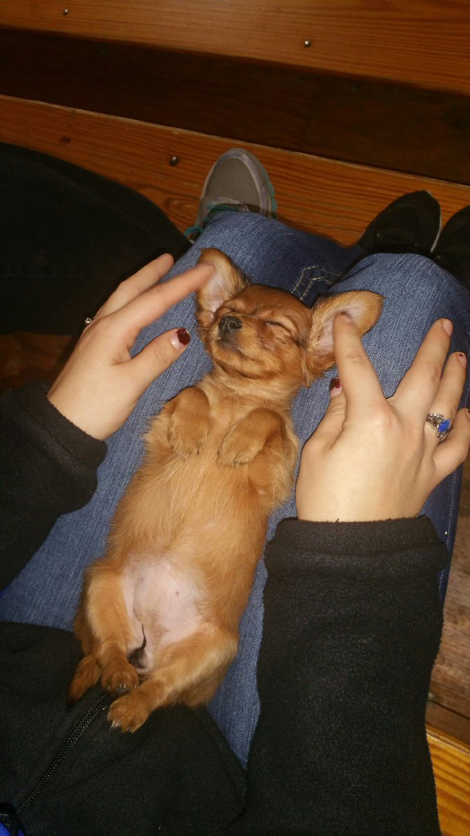jendp72's tweet photo. Shelbys baby puppy https://t.co/roXXmb9v7V