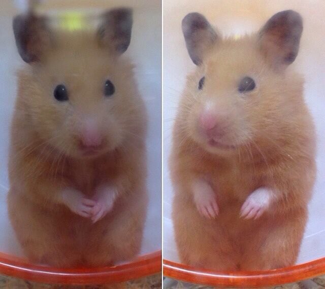 左    地鶏してみたいんですけど…。

右    自撮りね。

#ハムスター #キンクマ #hamster
