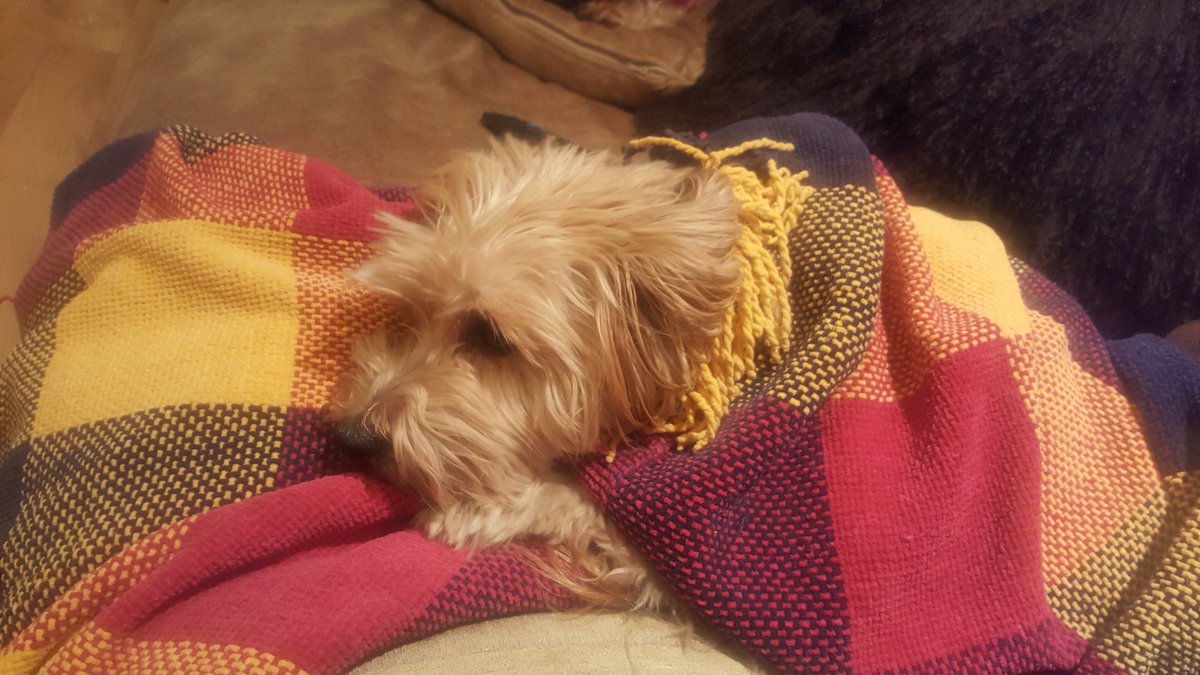 chilli_chapel's tweet photo. Mr pots is all tucked up for bed #dorkie #dog #saturdaynight https://t.co/WqkVyXDuY2