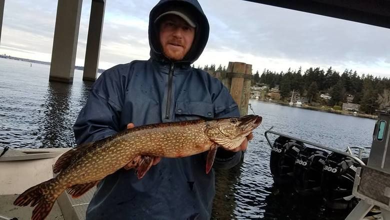 wss_jen's tweet photo. Wow not good RT @seattletimes: Northern pike caught in Lake Wa could have impact on salmon: https://t.co/bNjWj01gTh https://t.co/uBI559frrQ