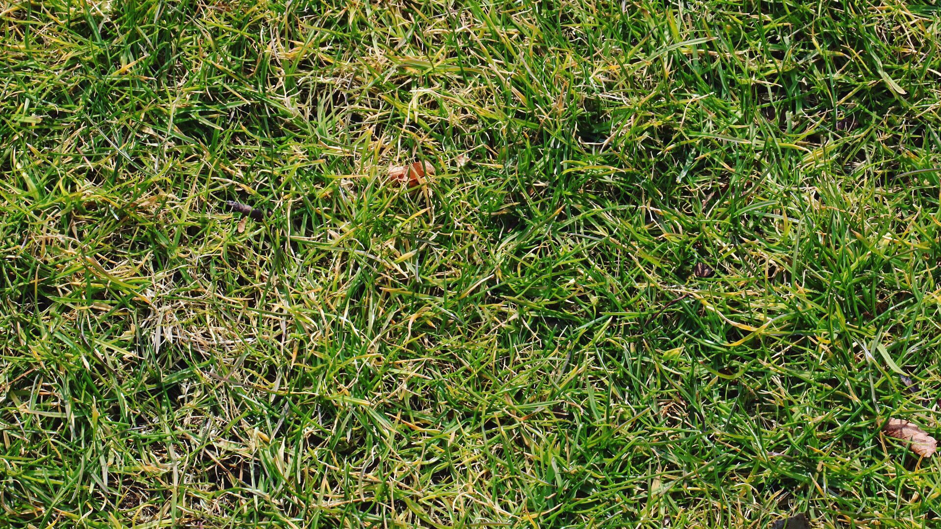 Masanao Next Free 芝生 Green 南池袋公園の芝生 都会の自然 南池袋公園 芝生 壁紙 Eos8000d Ef100mmf28lmacroisusm 単焦点レンズ Greencolor Lawn モデルさんと繋がりたい 撮影依頼受付中 被写体募集中 T Co Yvyj5zlt94 Masanao Next Free 芝生 Green 南池袋公園の芝生 都会の自然 南池袋公園 芝生 壁紙 Eos8000d Ef100mmf28lmacroisusm 単焦点レンズ Greencolor Lawn モデルさんと繋がりたい 撮影依頼受付中 被写体募集中 T Co Yvyj5zlt94