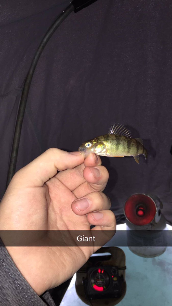 Got a lot of little perch and a unexpected northern pike on my pan fish set up