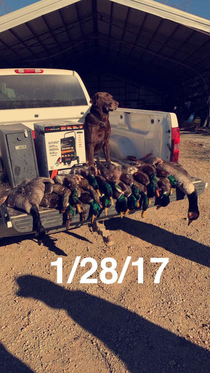 m_pearson123's tweet image. S/O to @Shayne_Quick for the bird hunt this morning! #wacknstack