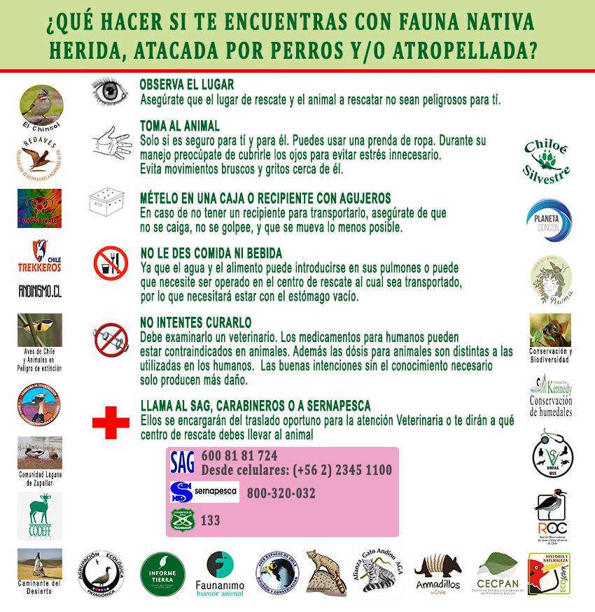 utcchile_'s tweet photo. #Ayuda ¿Que hacer si te encuentras con fauna nativa Herida, atacada por perros y/o atropellada @infobiobio @informetierra https://t.co/PknxyVYLDu