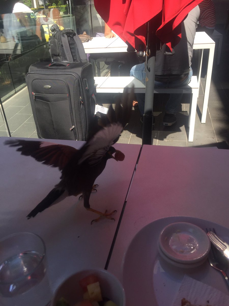 alexisjmann's tweet photo. Making friends with the locals. 🦅❤🍇 @DepotDePain https://t.co/iM60VFE6Zi