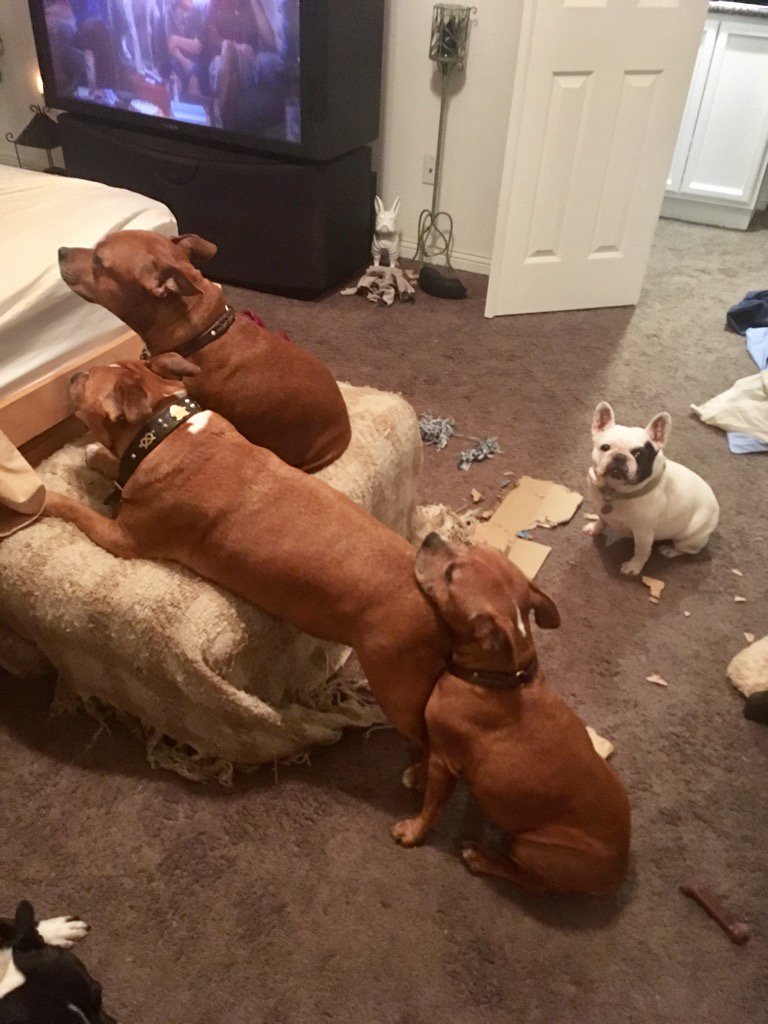 MyStaffords's tweet photo. Making the bed. There's a line. #staffordshirebullterrier#m #frenchbulldog #freshlinens https://t.co/XANL4nQjY0