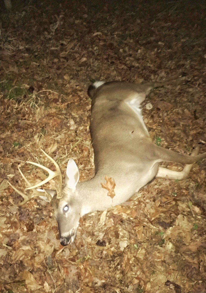 matthewlshell's tweet image. 2 does got this one in trouble today. I shot him in the last 30 seconds of my 16/17 season. Boys, ladies will get us in trouble every time!