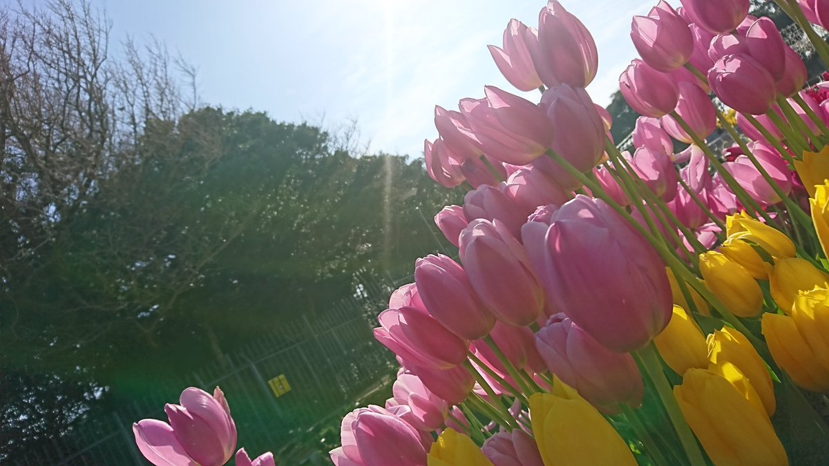 冬のチューリップ