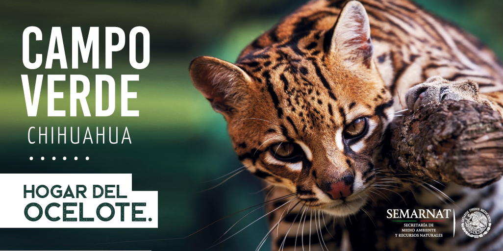SEMARNAT_mx's tweet photo. ¡México es increíble! #APFF Campo Verde en Chihuahua es hogar y reserva del #ocelote. Conoce más en ➡️ https://t.co/pyurK31VDH. 🌿🌎🌳 https://t.co/I3ukwusKJo