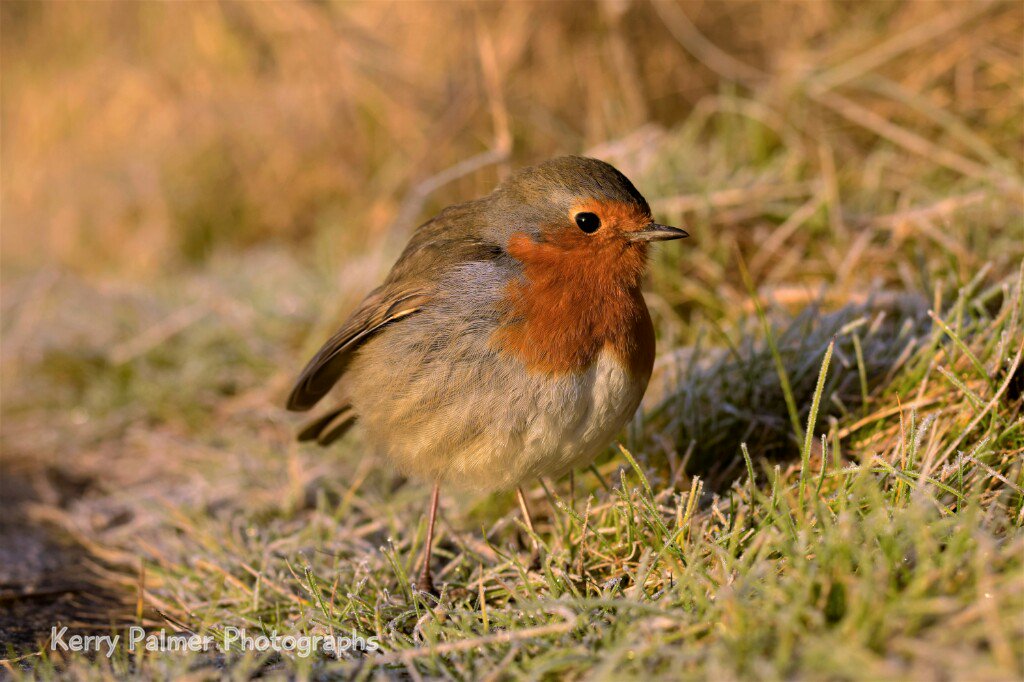 KerryitheForest's tweet photo. #rspbBigGardenBirdWatch #countingbirds &amp; watching #AusOpen brilliant tennis. #robin @rogerfederer @500pxrtg @DeanWye #forestofdean  #sunday https://t.co/qPeBXpG1bd