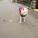 飼い主において行かれた犬の悲しげな表情がこちら!