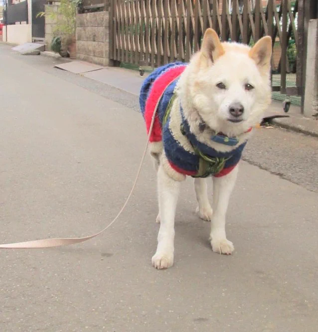 飼い主において行かれた犬の悲しげな表情がこちらｗｗｗ