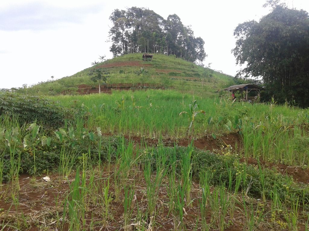 Perkebunan di kp pasirjoho desa jatiwaras <a href="/InfoJatiwaras/">#jabar #indonesia</a> @berkebunID tasikmalaya