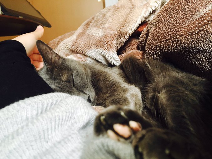 2匹目はもっと後に飼う予定だったんですが、もともとまると一緒に住んでて別の所に引き取られた子が諸事情でうちに来ました。めちゃくちゃ人慣れしたイケメン(♀)のねずちゃん 