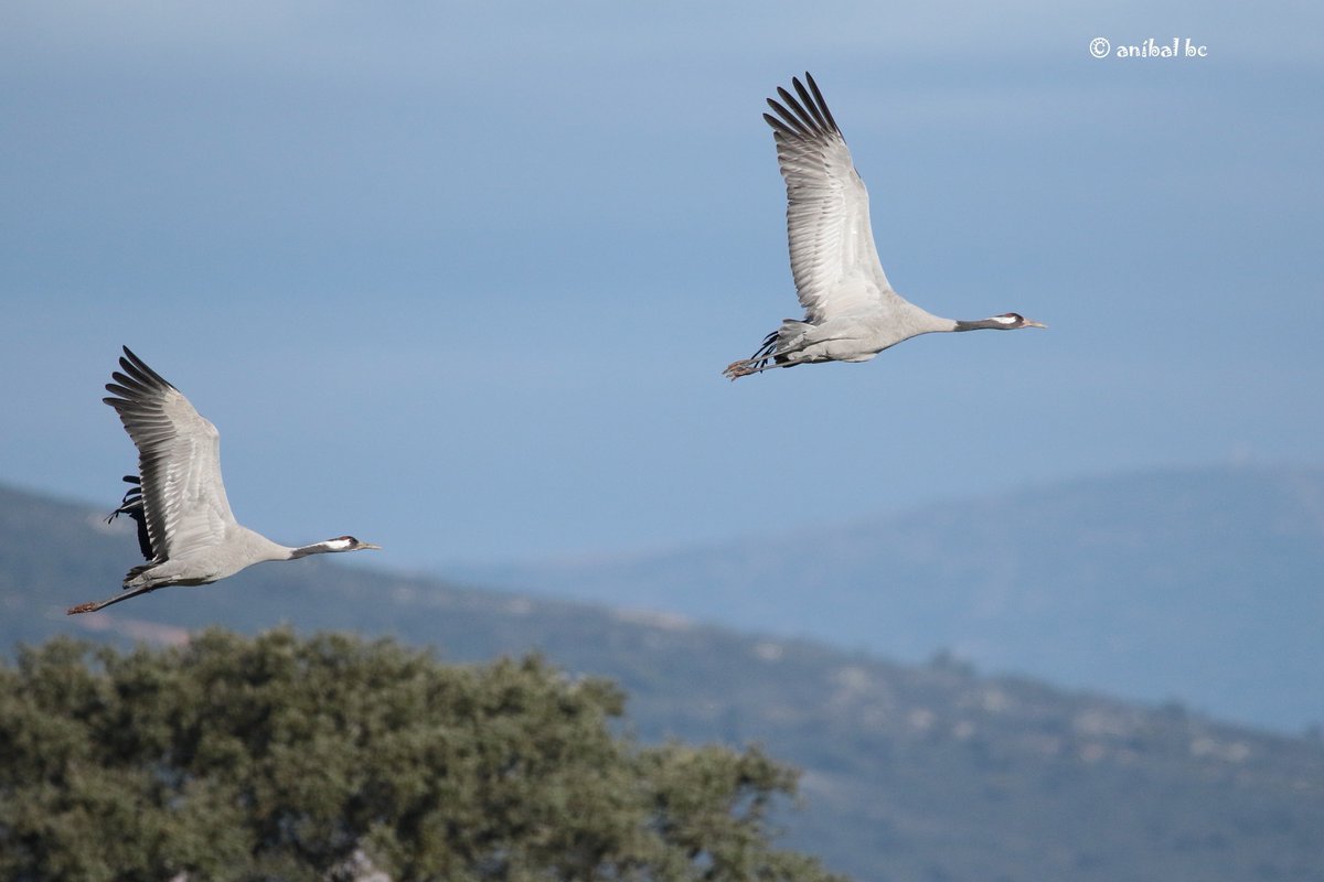 8.000 grullas pasan el invierno en el Parque Nacional de Cabañeros efeverde.com/noticias/unas-…  #aves #naturaleza #cabañeros #parquesnacionales