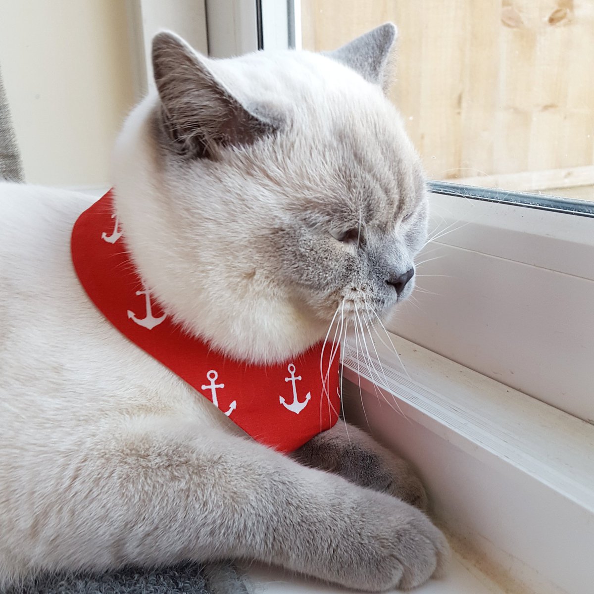 Loki_the_lilac's tweet photo. Red is definitely my colour 💖💖 https://t.co/j7kYVxz4qV