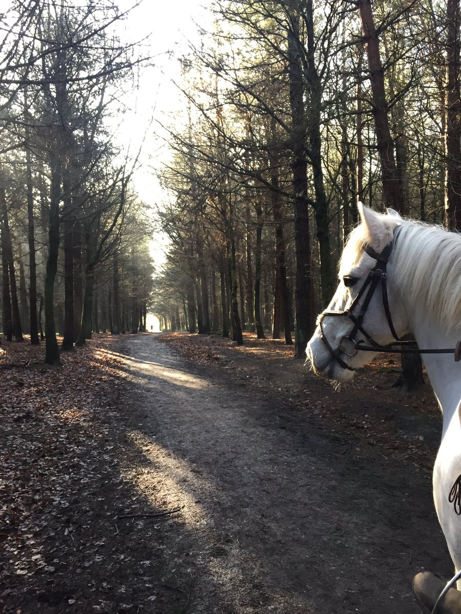 alliricci16's tweet photo. Running with our Duncan this morning 🏃🏻♀️🐴 #otleychevin #Danefield #motherdaughtertime 😘 https://t.co/agGDSfmv4k