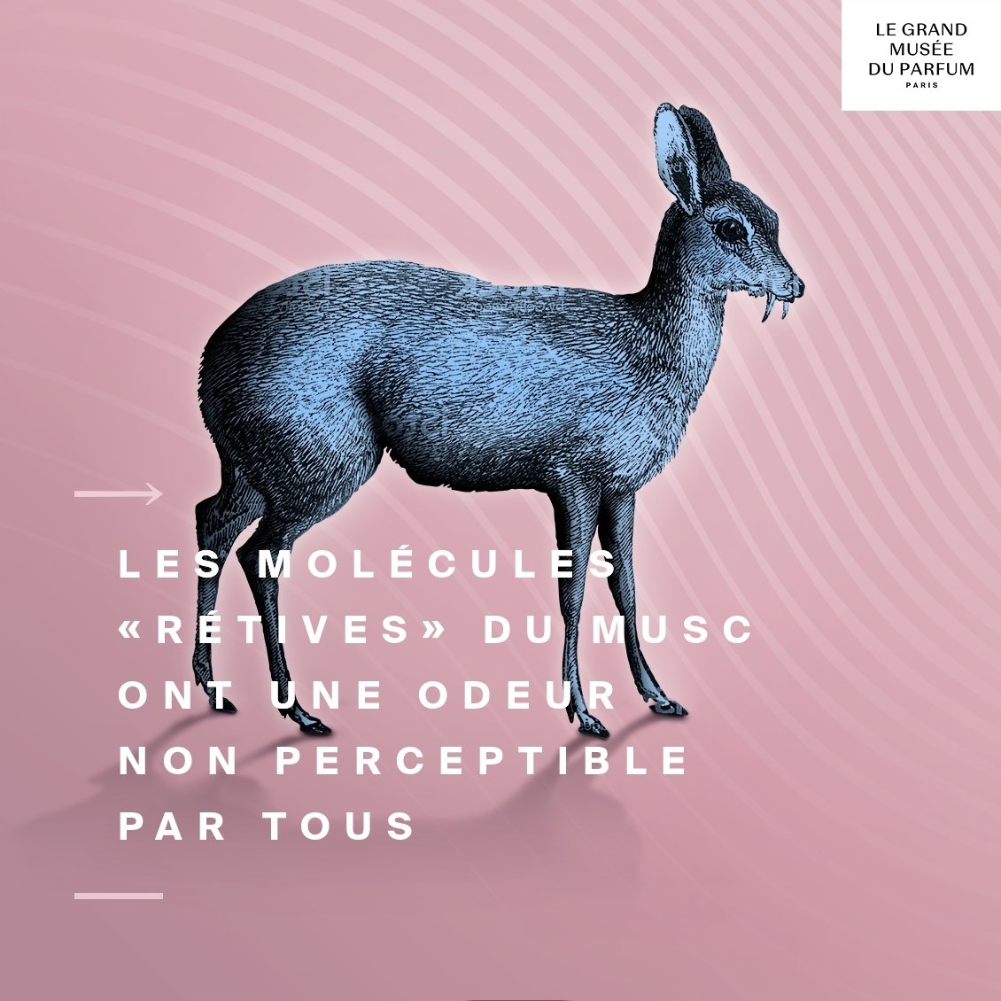 Le saviez-vous ? #PARFUM @Grandmuseeduparfum