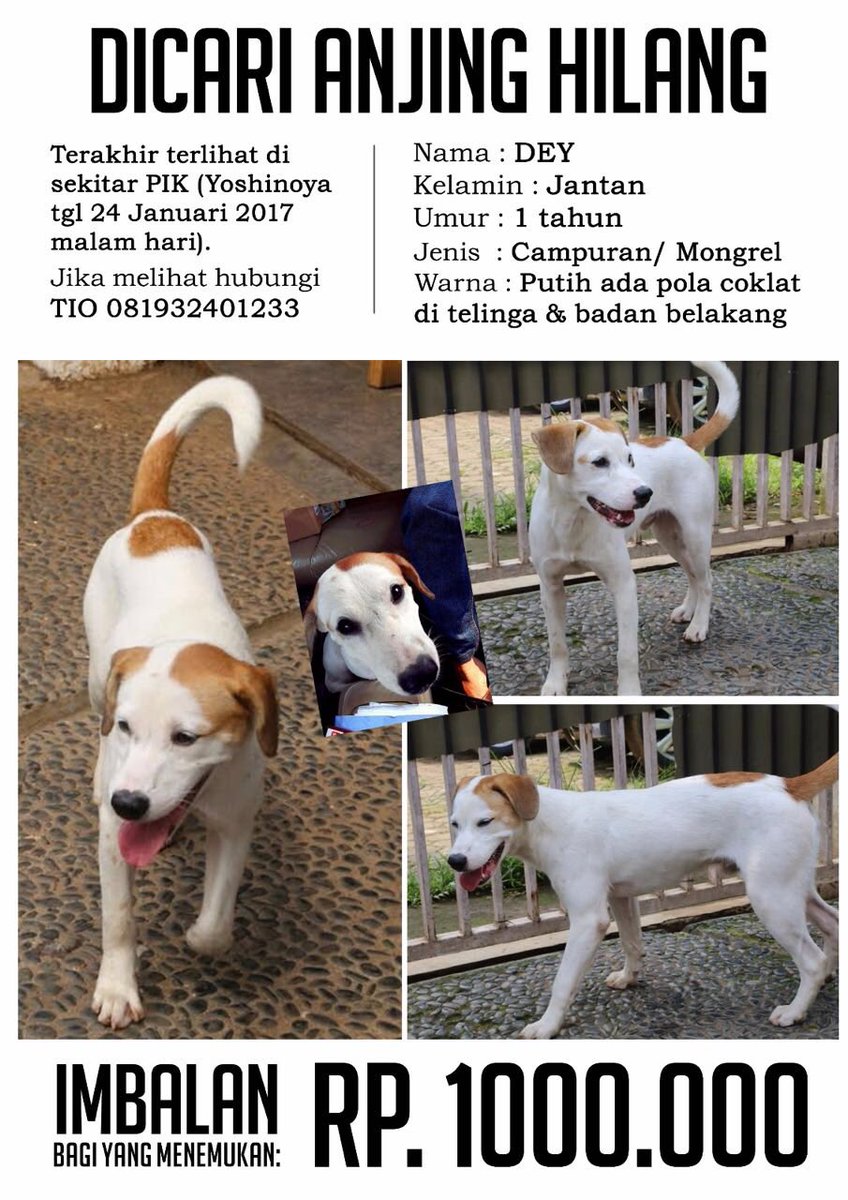 Jakarta Animal Aid On Twitter Lost Dog Please Contact Number