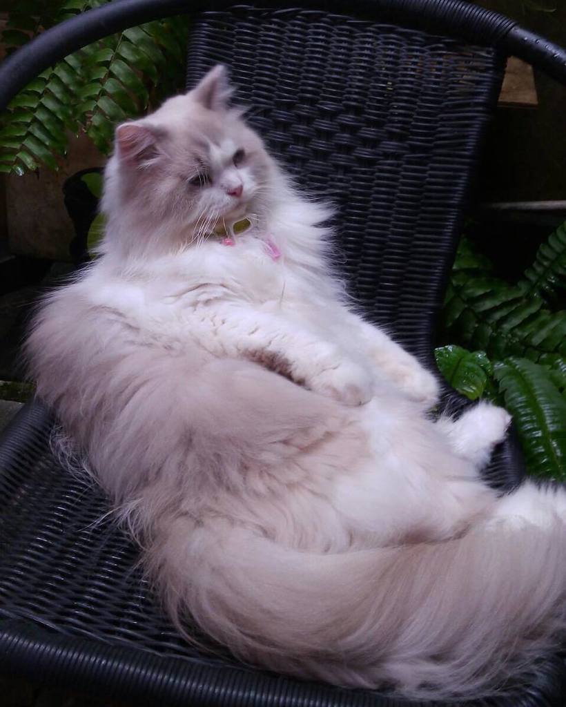 merylind's tweet photo. Have a relaxing Sunday, furriends! 😺
@jasonburny #catboxsunday
#catsofinstagram #catsofwo… https://t.co/ZtqojlkWmH https://t.co/Nu9MdbiFbP