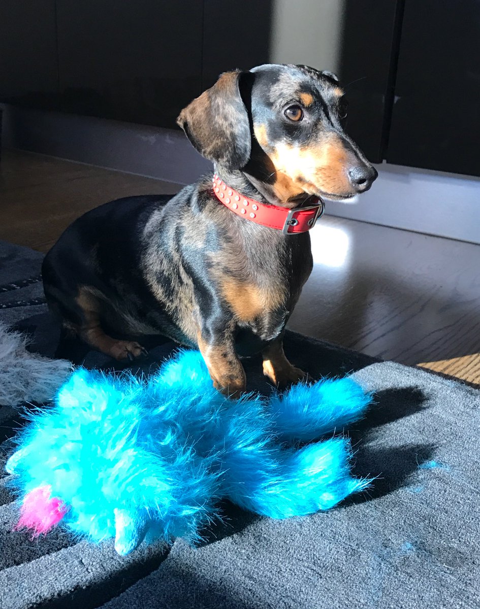 smjohns1's tweet photo. Found some sunshine this afternoon to deal with this new toy ... now I'm off to precisely remove the squeaker and stuffing. @DachshundAu https://t.co/itYyHIHvkF