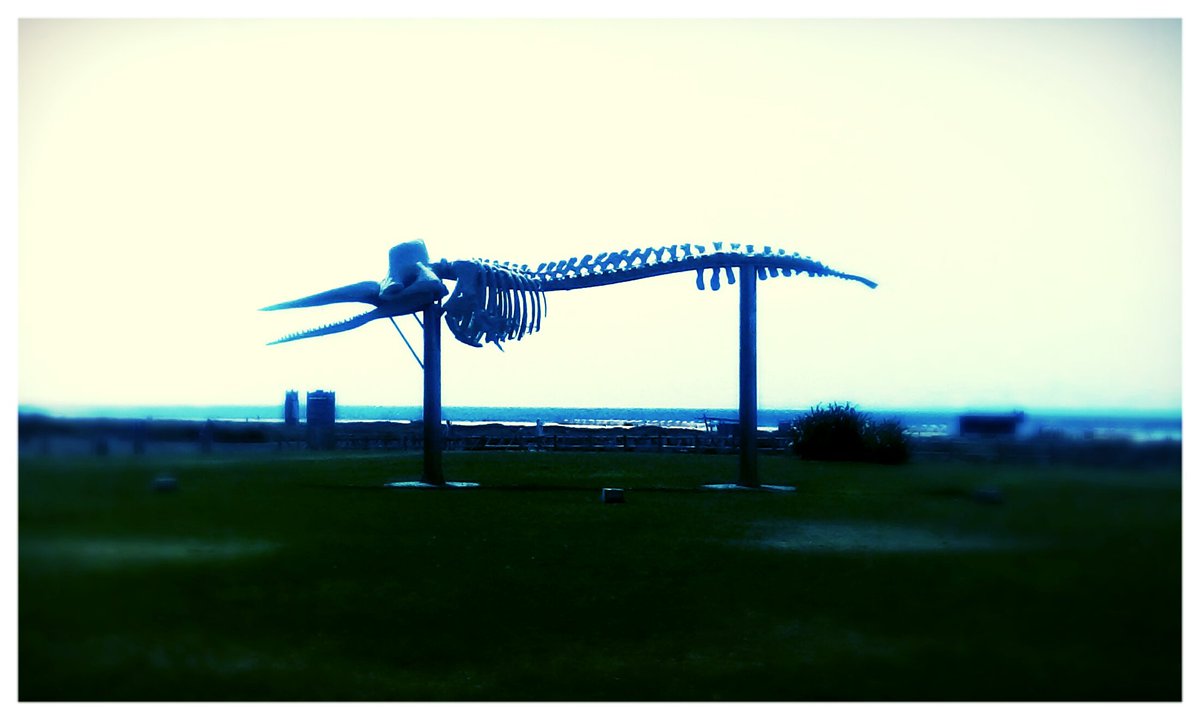 MyPhotographySP's tweet photo. #Skeleton #Statue #Fuerteventura #photography https://t.co/S8L7hzHqpj