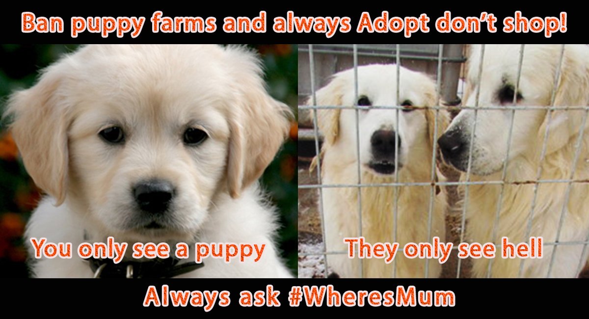 _AnimalAdvocate's tweet photo. #Puppy farming must be STOPPED!
A total obscenity whilst beautiful #animals
are 'euthanised' for space in 'Rescue' centres.💔
#AdoptDontShop🐶 https://t.co/NmO58OyQp3