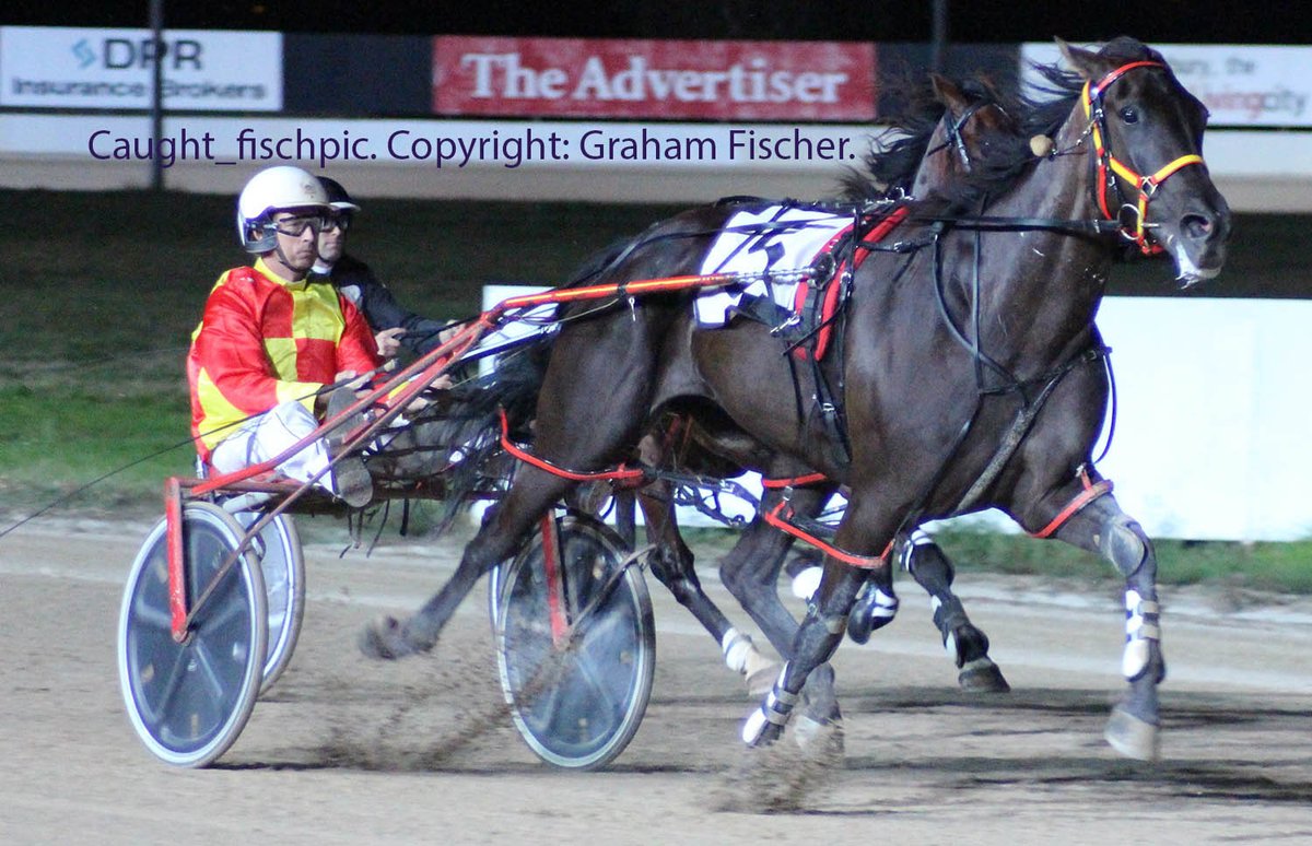 caught_fish's tweet photo. Gallifrey Mystique made it 4 in a row at GDP for trainers Jake Webster and @abain_Hilltop. Driven by Michael @mharding83.  #loveswinning. https://t.co/YzkI1PoKKV