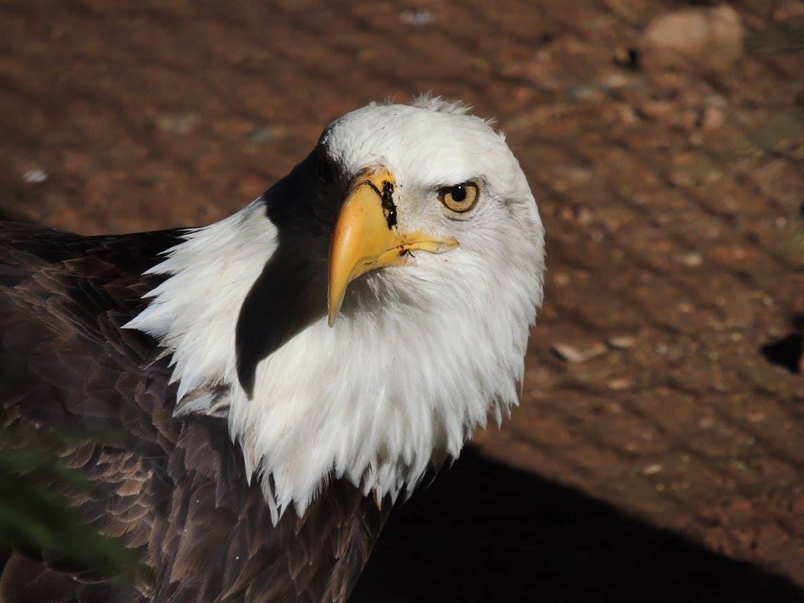 RickBecker40's tweet photo. @PhoenixZoo #photography #America https://t.co/mlulD6JX3U