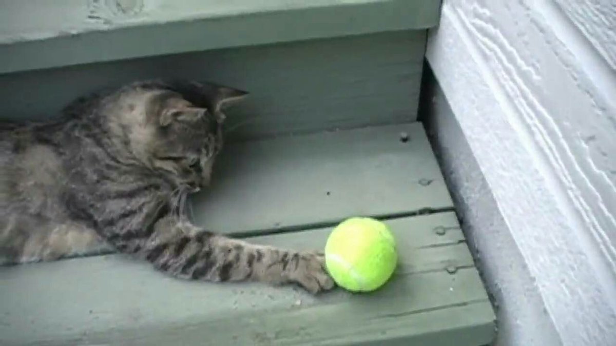 mandodesigns's tweet photo. Feds vs Nadal #Auopenfinal. Keeping ourselves amused during the match. Hooman watcher's.... where's our dinner? @GeraldineJones8 @d4dodeau https://t.co/URrgSxoTJm
