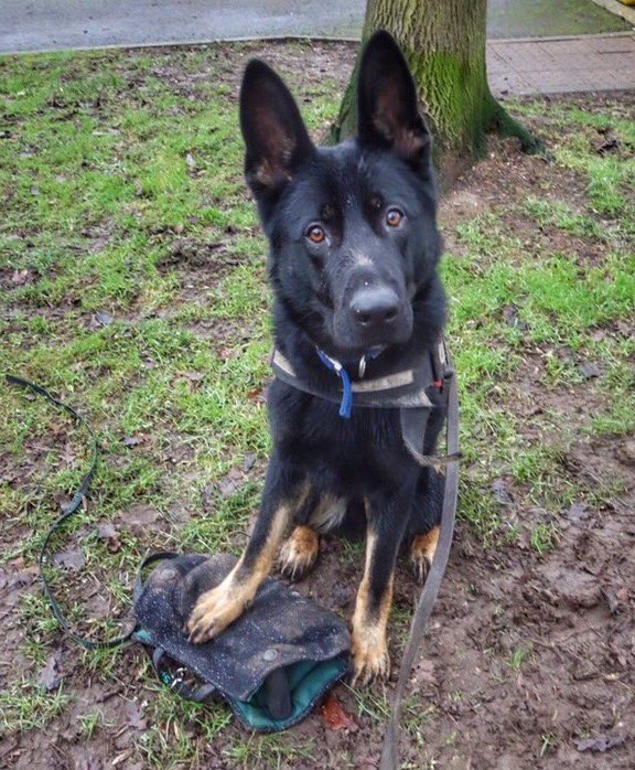 Wish me luck on the next stage of my career, I am now training with <a href="/NSPoliceDogs/">NS PoliceDogs</a> looking forward to the challenge and making a difference 👍