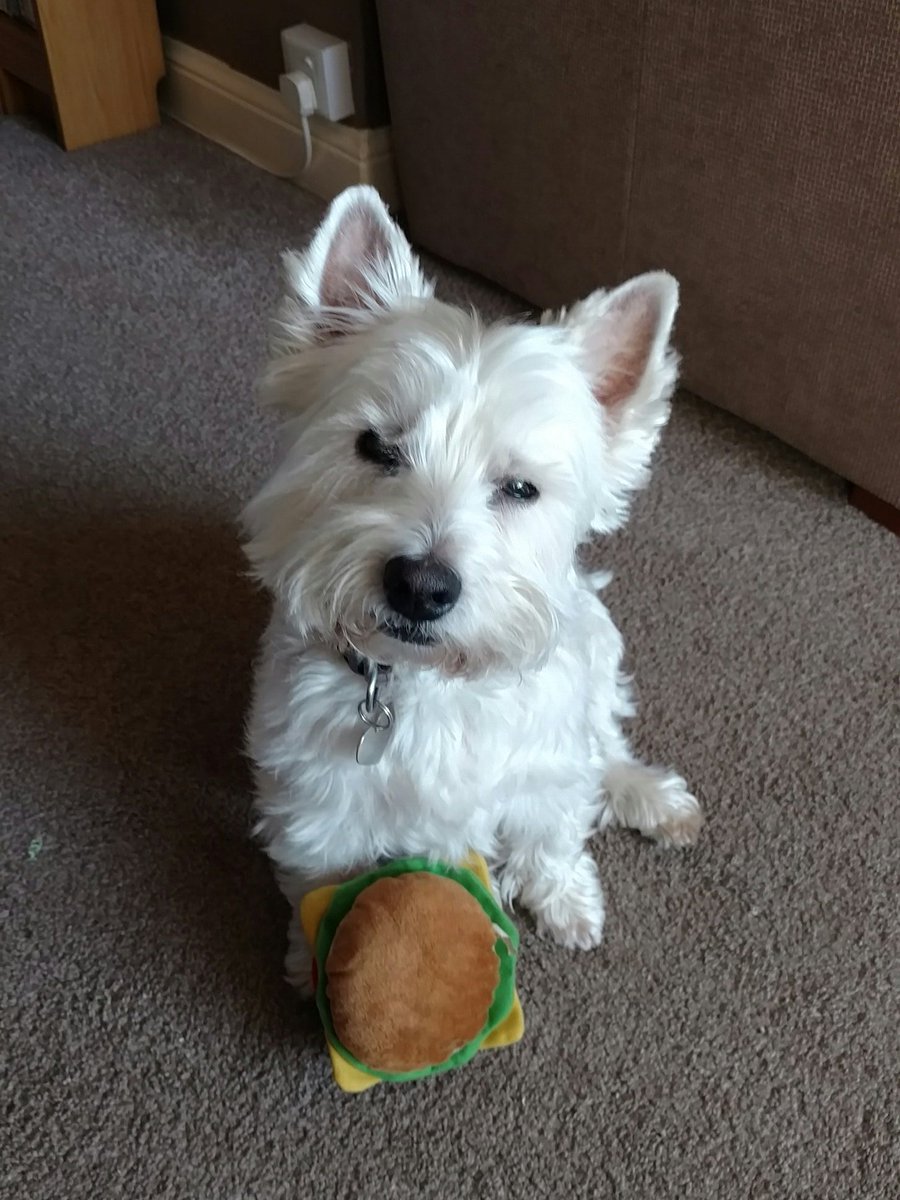 Happy sundayz. Just had me walkiez and breakfast, now playz times #SundayFunday #Westie #dogsoftwitter
