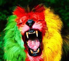 mrtino's tweet photo. #Un lion a dîné  du  lion  hier  soir# bravo les lions  indomptables https://t.co/58skbn1pLW