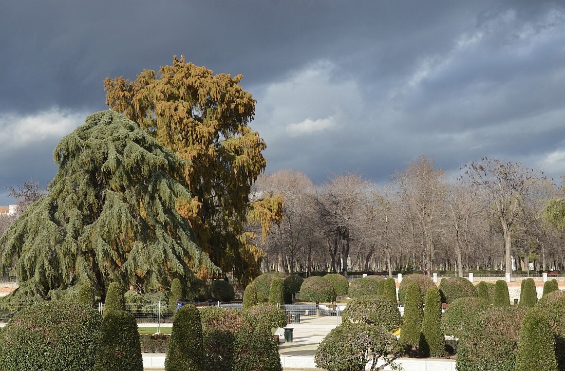 _ElRetiro's tweet photo. En el Retiro hay más de 19.000 árboles. Hyde Park (Londres) tiene 4.000 y Central Park (Nueva York), 26.000 #SoyRetiro @BosqueHabitado https://t.co/Z823EJgUeO