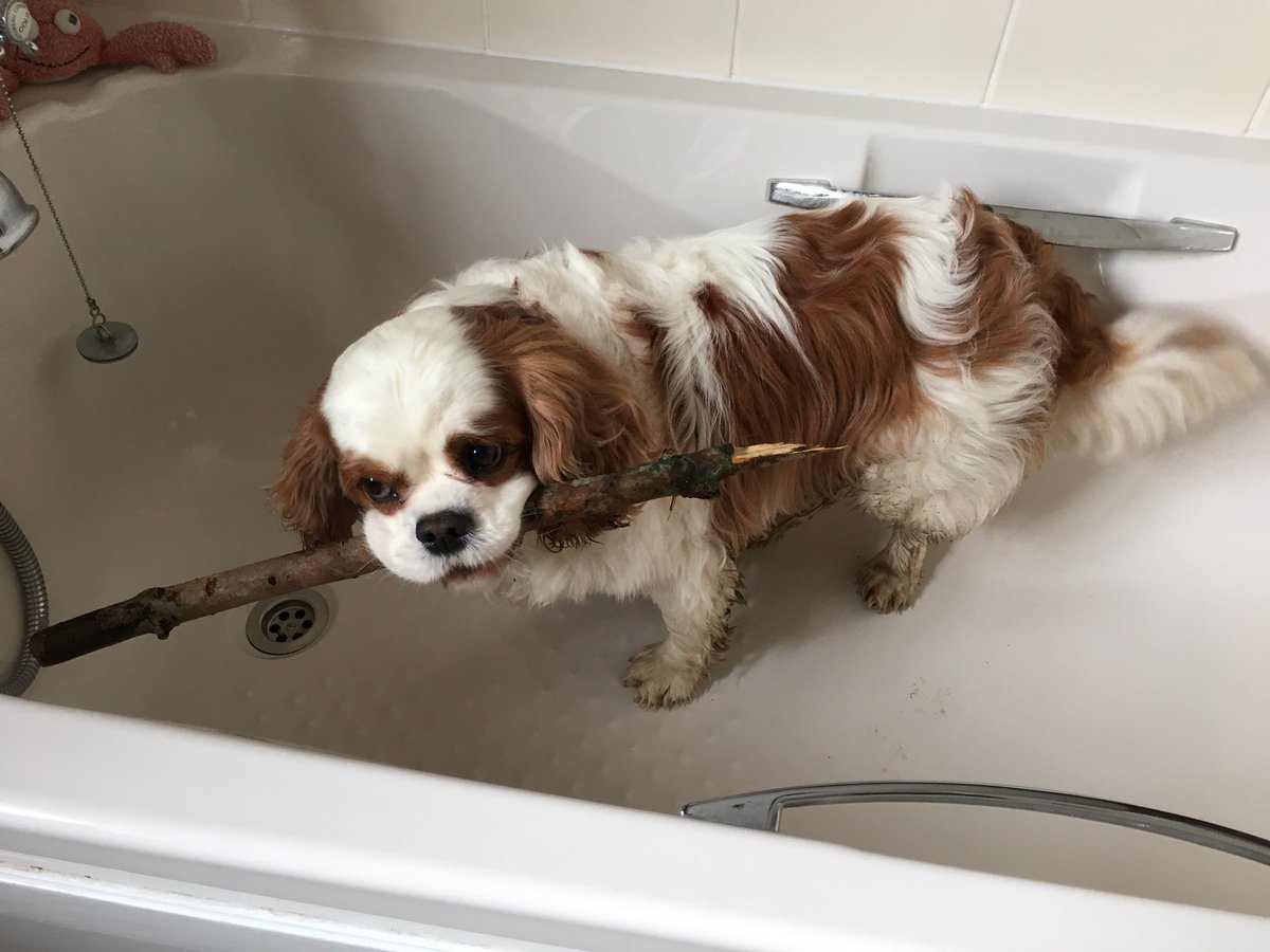 Went out for a walk with the Bobster 😕
Met my mate Robin 😊
And took sticky home for a bath🤣Happy Sunday 😀