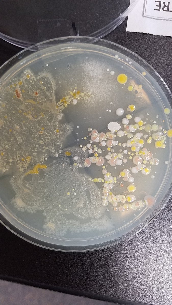 drholly56's tweet photo. #walkerlearns STEM students stain and examine bacterial specimens from their cultures. https://t.co/pYZuH6tbsg