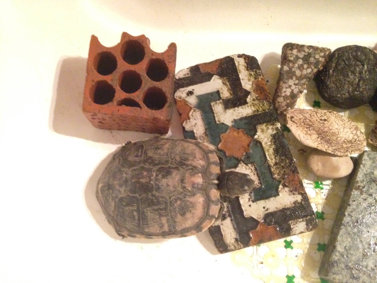 robbiekjones's tweet photo. Limpiar oídos y limpiar acuario Radio con botas y tortuga con rocas. @TomaUnoR3 - banda sonora perfecta para tareas dominicales. https://t.co/VfPcFkjgx2